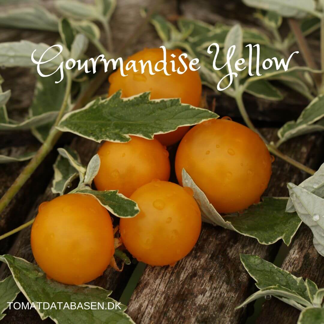 Gourmandise Yellow